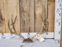 4x4 Mule Deer Antlers On Skull Plate
