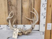 2 Sets Of Locked Whitetail Antlers On Skull Plates