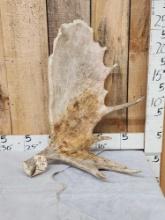 9.2 Lbs Moose Shed Antler