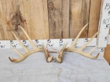 6x5 Whitetail Antlers