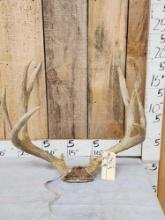 5x5 Mule Deer Antlers On Skull Plate