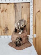 Badger Hunting Prairie Dogs Full Body Taxidermy Mount
