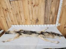 Big Alaskan Wolf Soft Tanned Fur Taxidermy