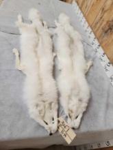 2 Gorgeous White Ranch Fox Soft Tanned Furs