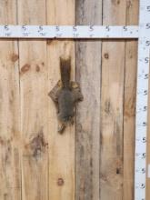 Red Squirrel Full Body Taxidermy Mount