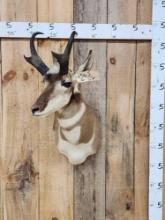 Pronghorn Antelope Shoulder Mount Taxidermy