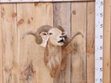 Awesome Cross Breed Ram Sheep Shoulder Mount Taxidermy