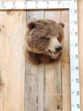 Alaskan Grizzly Bear Shoulder Mount Taxidermy