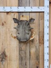 African Warthog Shoulder Mount Taxidermy
