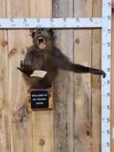 African Chakma Baboon Half Body Wall Pedestal Taxidermy Mount
