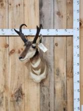Pronghorn Antelope Shoulder Mount Taxidermy