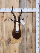 African Blesbok Shoulder Mount Taxidermy