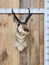 Pronghorn Antelope Shoulder Mount Taxidermy