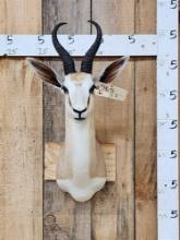 African Springbok Shoulder Mount Taxidermy