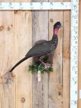 Crested Guan Full Body Bird Taxidermy