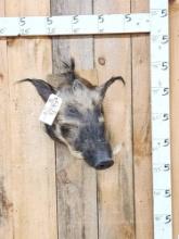 African Bush Pig Shoulder Mount Taxidermy