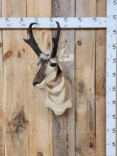 Pronghorn Antelope Shoulder Mount Taxidermy