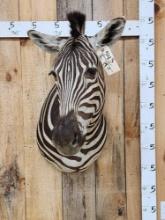 Awesome Zebra Shoulder Mount Taxidermy