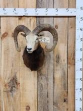 Mouflon Ram Sheep Shoulder Mount Taxidermy