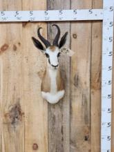 African Springbok Shoulder Mount Taxidermy