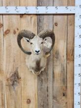 Ram Sheep Shoulder Mount Taxidermy