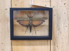 Giant Peruvian Grasshopper In Frame Taxidermy