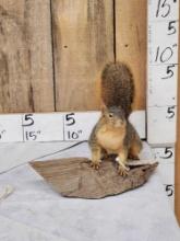 Red Squirrel Full Body Taxidermy Mount