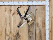 Pronghorn Antelope Shoulder Mount Taxidermy
