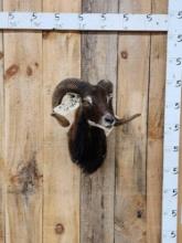 Mouflon Ram Sheep Shoulder Mount Taxidermy