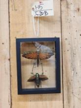 Giant Peruvian Grasshopper & Beetle In Glass Frame