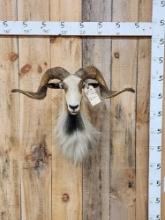 Big Ram Sheep Shoulder Mount Taxidermy