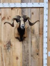 Mouflon Cross Ram Sheep Shoulder Mount Taxidermy