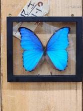 Beautiful Morpho Didius Butterfly Taxidermy