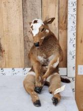 Sitting Bull Full Body Beef Calf Taxidermy Mount