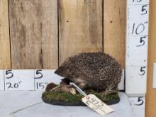 Hedgehog Full Body Taxidermy Mount