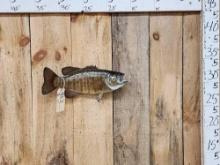 18" Smallmouth Bass Real Skin Fish Taxidermy
