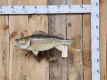 28" Walleye Real Skin Fish Taxidermy