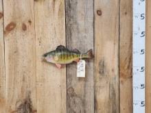 15" Ring Perch Real Skin Fish Taxidermy