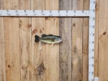 18" Largemouth Bass Real Skin Fish Taxidermy