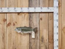17" Largemouth Bass Real Skin Fish Taxidermy