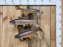 3 Trout Real Skin Fish Taxidermy