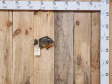 8 1/2" Bluegill Real Skin Fish Taxidermy