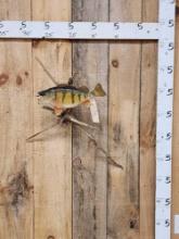 14" Ring Perch Real Skin Fish Taxidermy