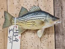 10" Yellow Bass Real Skin Fish Taxidermy