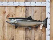 37" King Salmon Real Skin Fish Taxidermy