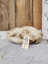 Alaskan Kodiak Brown Bear Skull Taxidermy