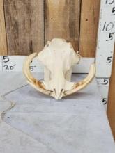 African Warthog Skull Taxidermy