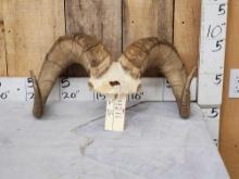 Stone Sheep Horns On Skull Plate Taxidermy