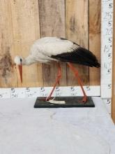 White Stork Full Body Bird Taxidermy