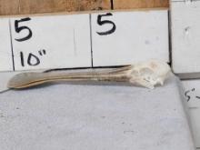 African Spoonbill Bird Skull Taxidermy